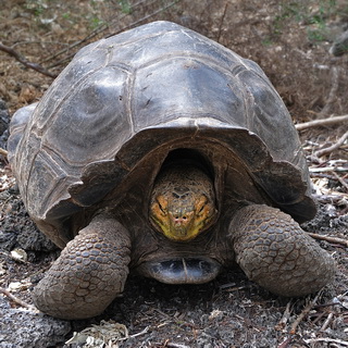 Galapagos - Floreana - Tortoise